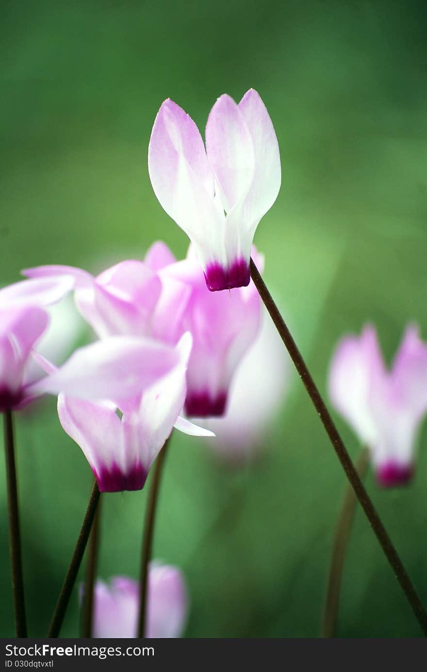 Beautiful pink cyclamen flowers