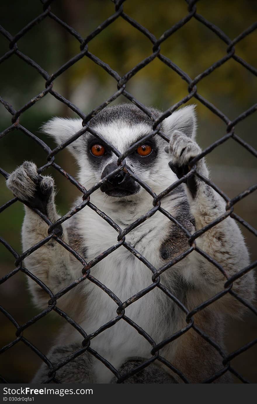 Lemur