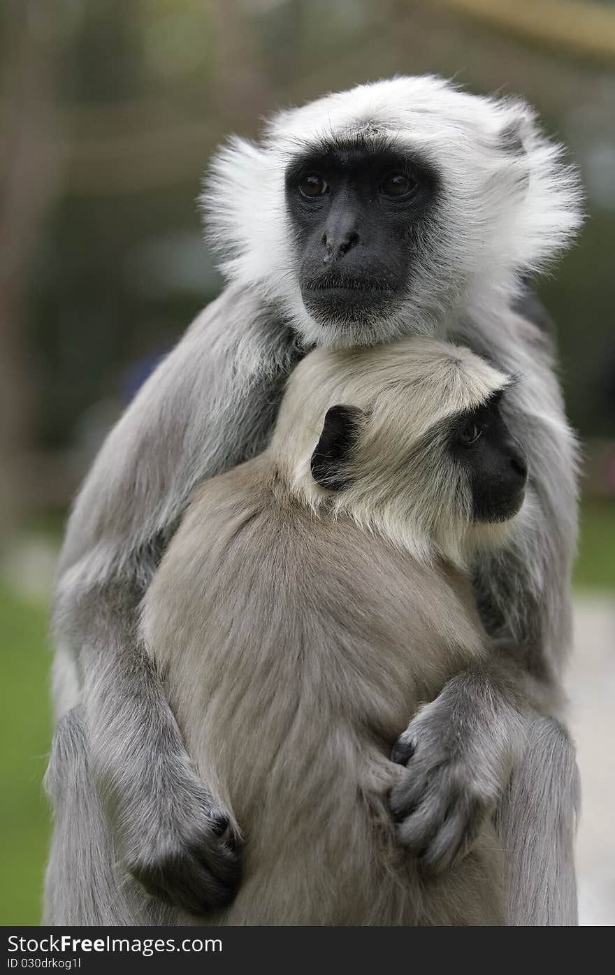 A monkey baby sitting close to its mother. A monkey baby sitting close to its mother