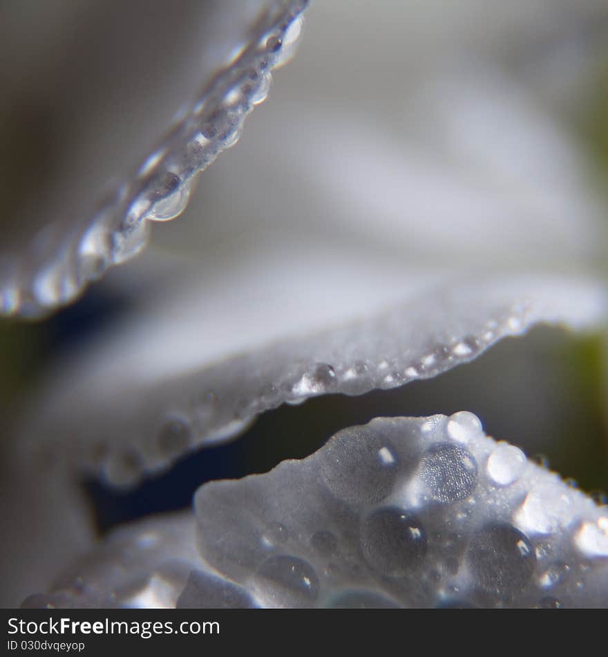 Geranium in rain