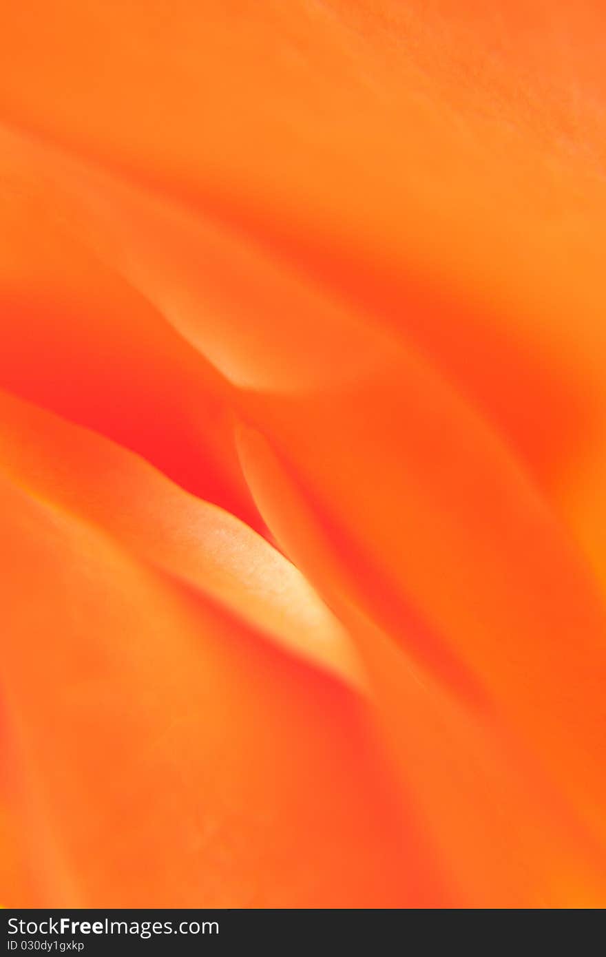 Rose Abstract