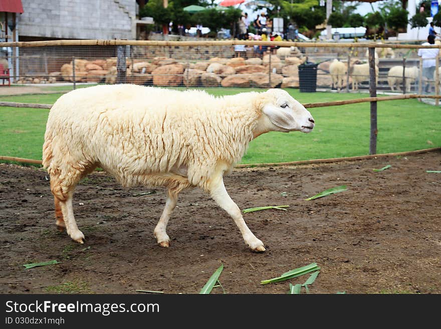 Sheep in the farm