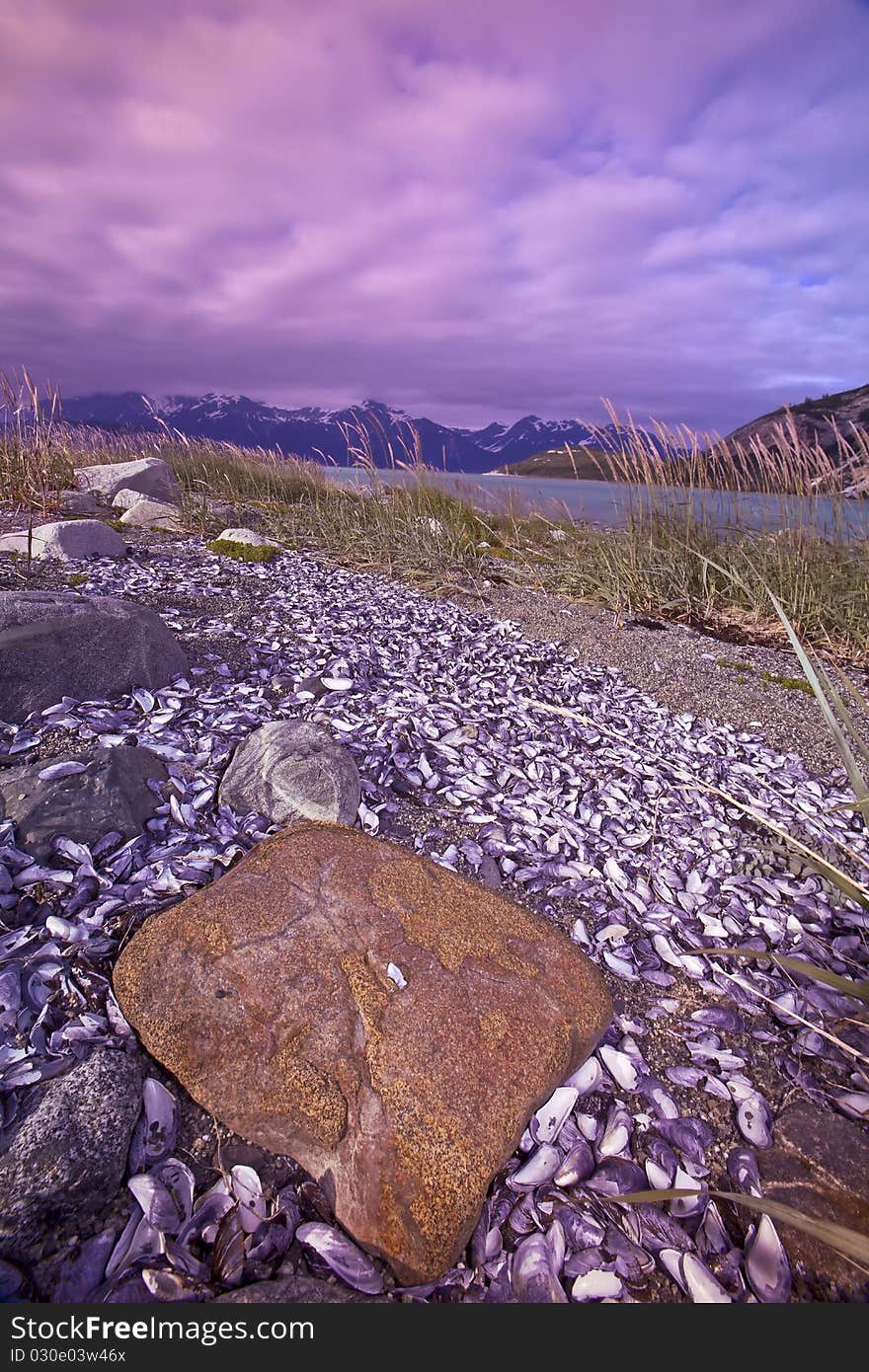 A beach in alaska full of broken shells where bears go to eat mussels and sleep. A beach in alaska full of broken shells where bears go to eat mussels and sleep