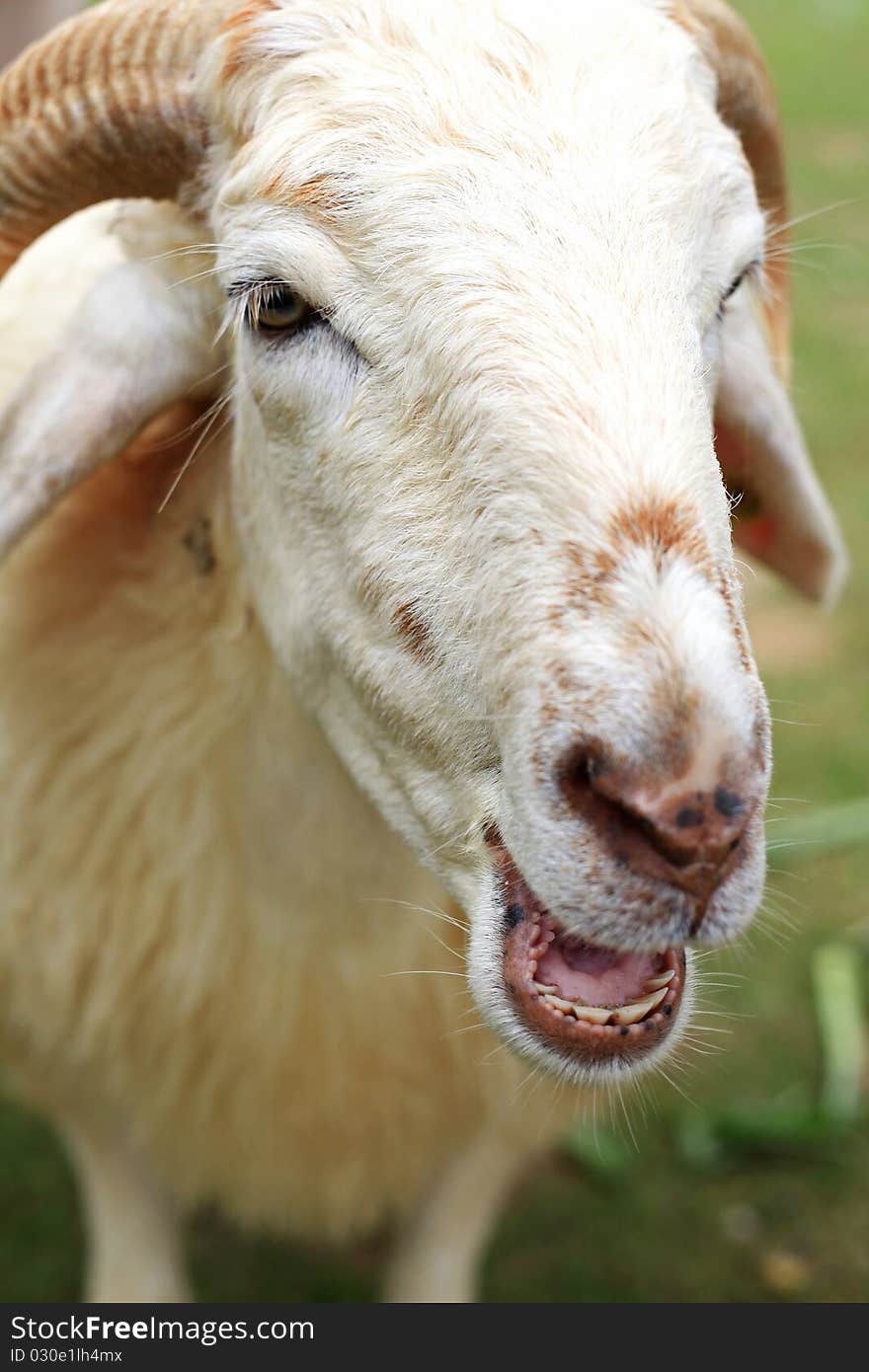 Sheep in the farm