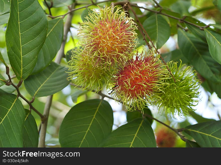 Rambutan fruits