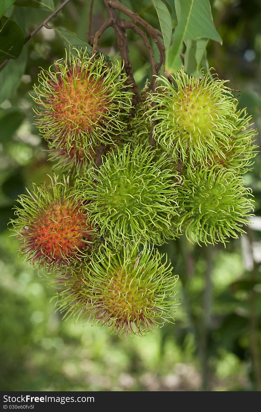 Rambutan fruits