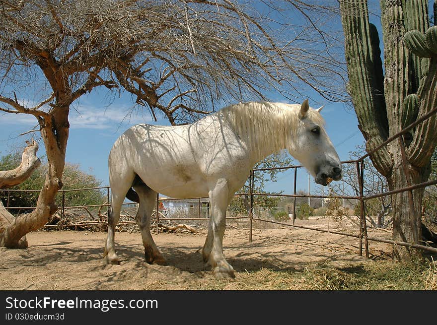 White draft horse in front of cactus in Mexico, eating