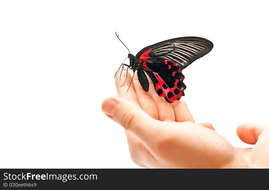 Black and red butterfly on man's hand. Studio shot. Black and red butterfly on man's hand. Studio shot