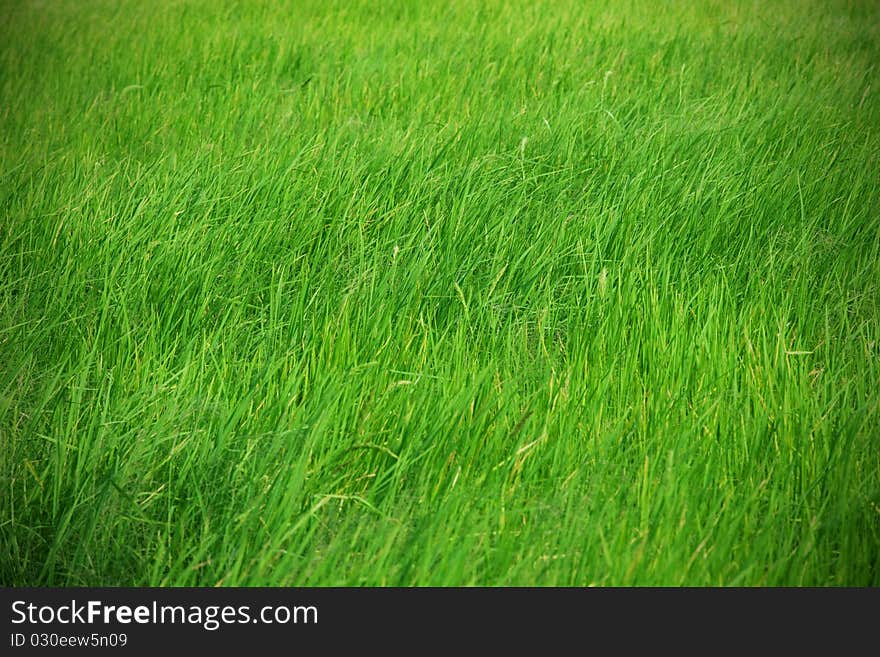 Rice field with wind close up