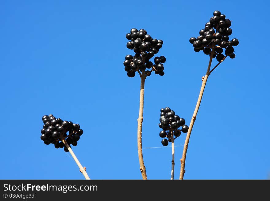 Close up view from some wild black fruits with blue sky. Close up view from some wild black fruits with blue sky