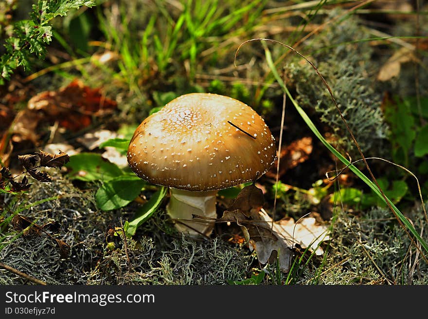 Mushroom with leafs, in the forest