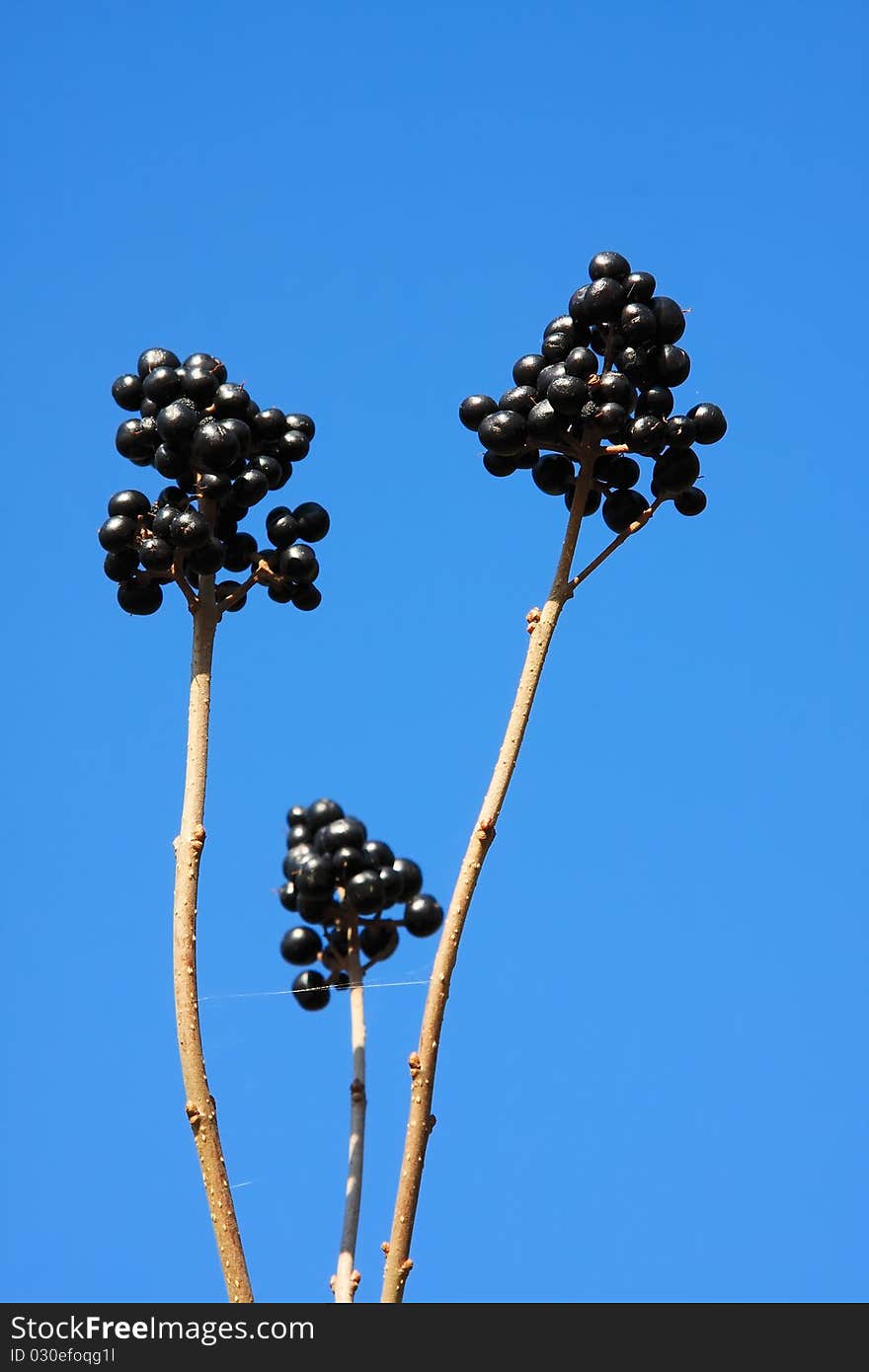 Close up view from some wild black fruits with blue sky. Close up view from some wild black fruits with blue sky