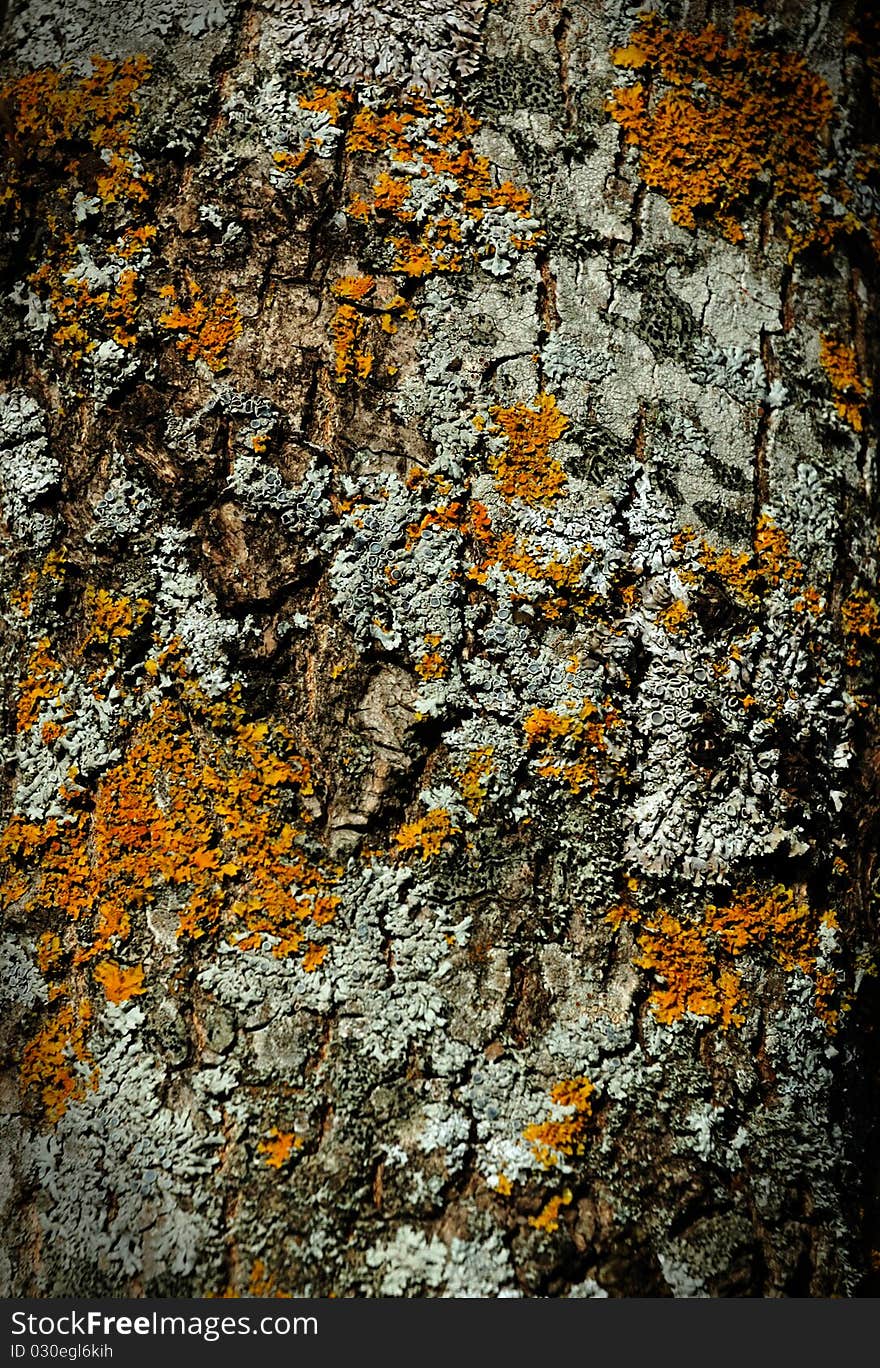 Moss bark wooden dramatic texture. Moss bark wooden dramatic texture