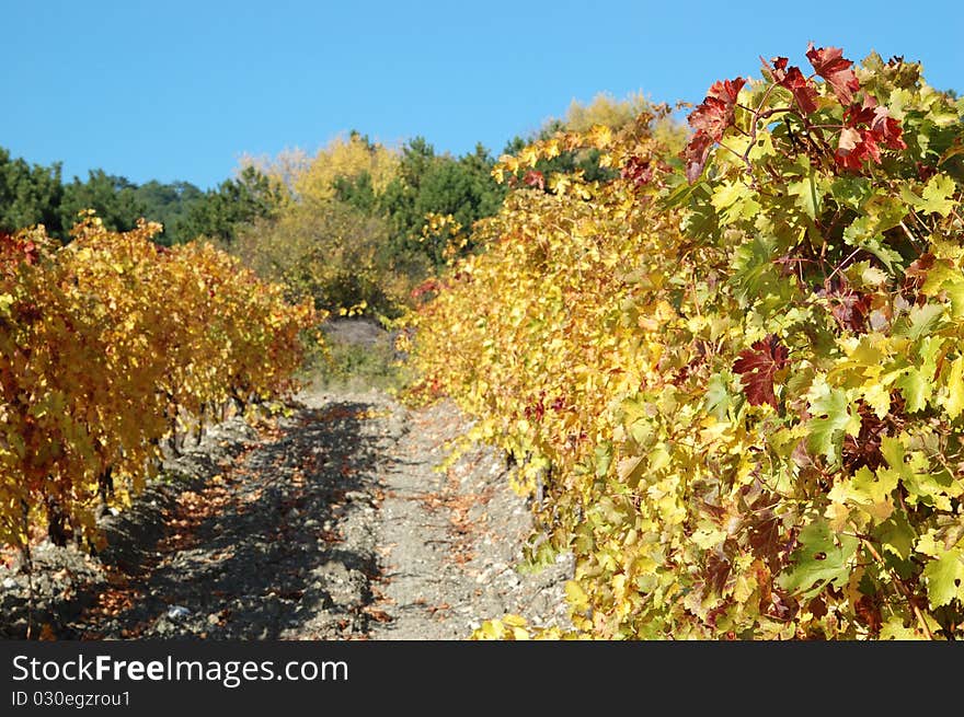 Autumn vineyard in Crimea,Ukraine