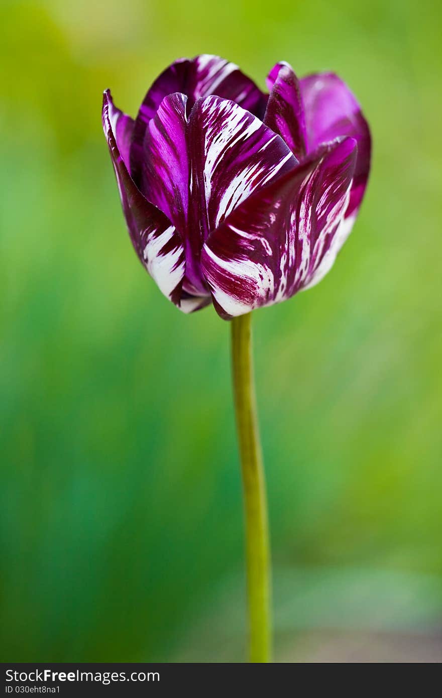 Close-up of tulip in the field (shallow DOF)