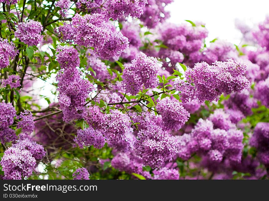 Bunch Of Violet Lilac