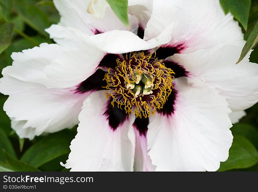 Close-up of pi-meson in the garden