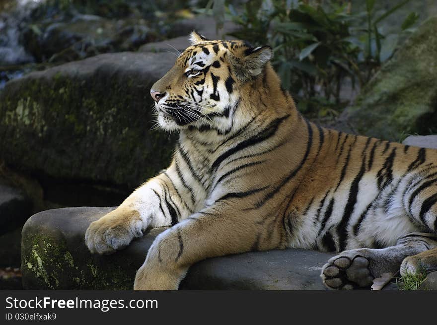 A tiger encountered in an asian forest