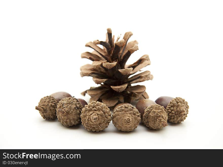 Acorns and pine cones