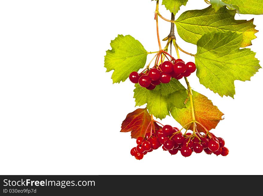 Branch of the viburnum with green sheet and red berries on white background. Branch of the viburnum with green sheet and red berries on white background