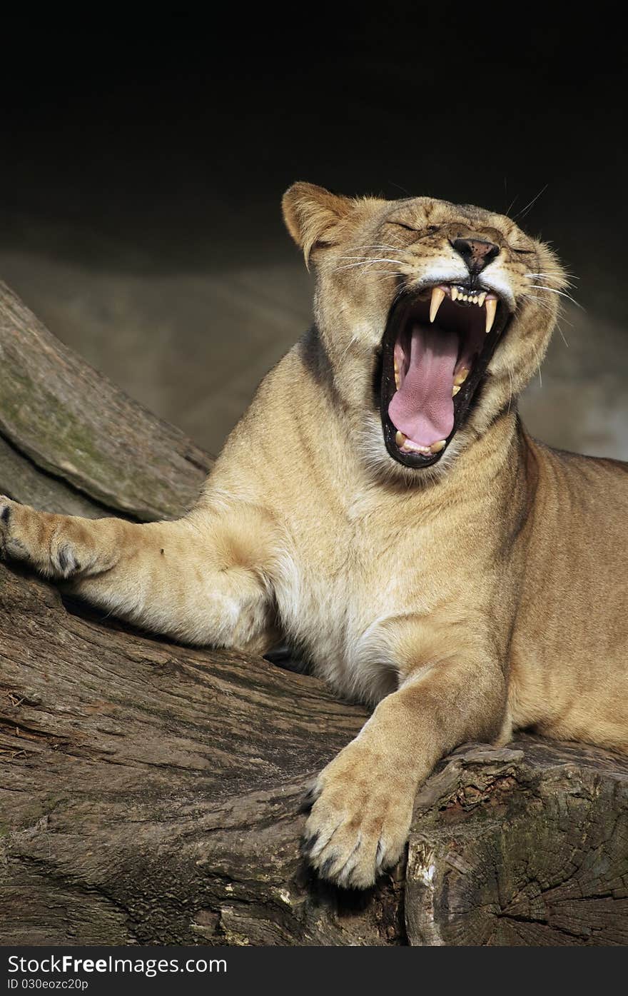 An african lion in the sun