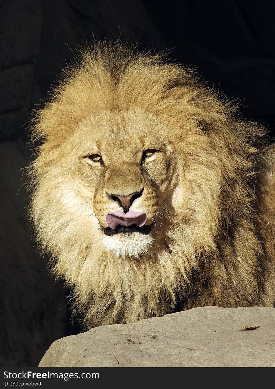 An african lion in the sun