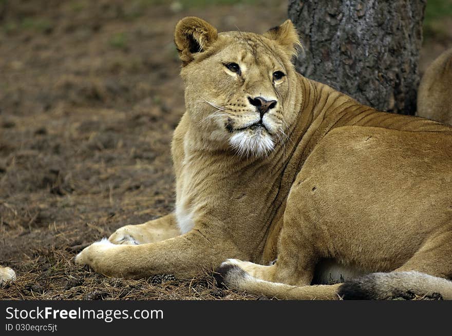 An african lion in the sun