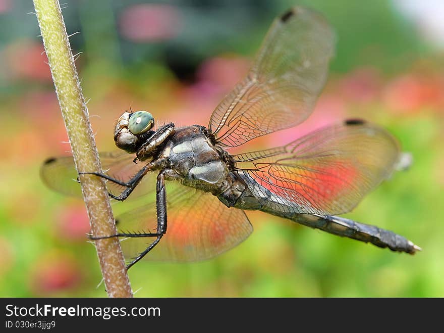 Dragonfly resting happily on a stem at midday. Dragonfly resting happily on a stem at midday.