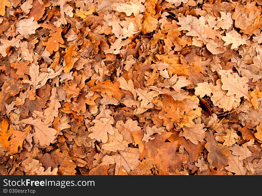 Golden oak leaves on the ground. Golden oak leaves on the ground