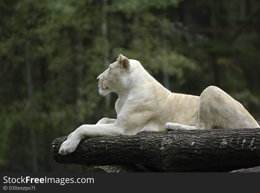 An african lion in a forrest. An african lion in a forrest