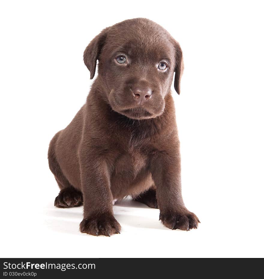 Brown labrador puppy on white ground