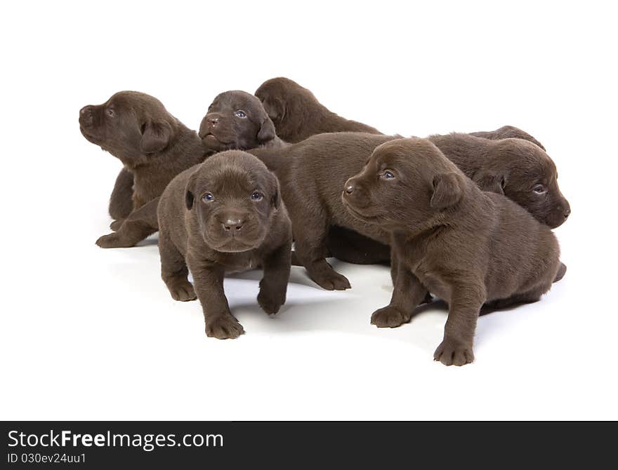 Newborn brown labrador puppies on white ground. Newborn brown labrador puppies on white ground