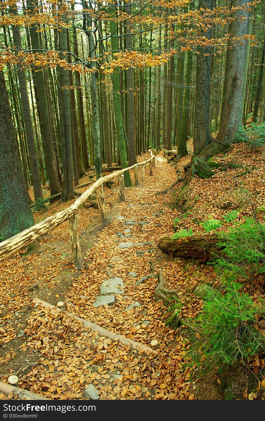 Colorful forest on autumn time