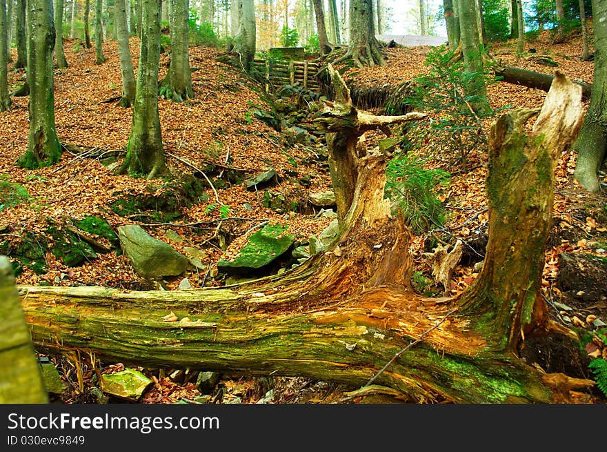 Colorful forest on autumn time