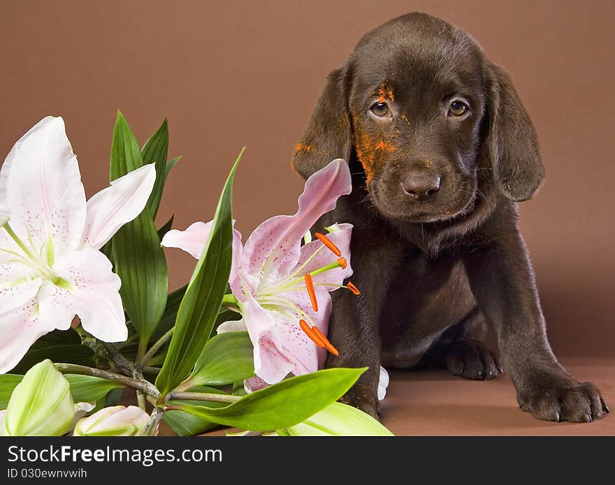 Brown labrador puppy with white lily