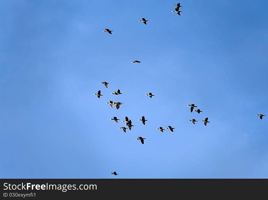 A flock of cormorant in flight against the deep blue sky. A flock of cormorant in flight against the deep blue sky