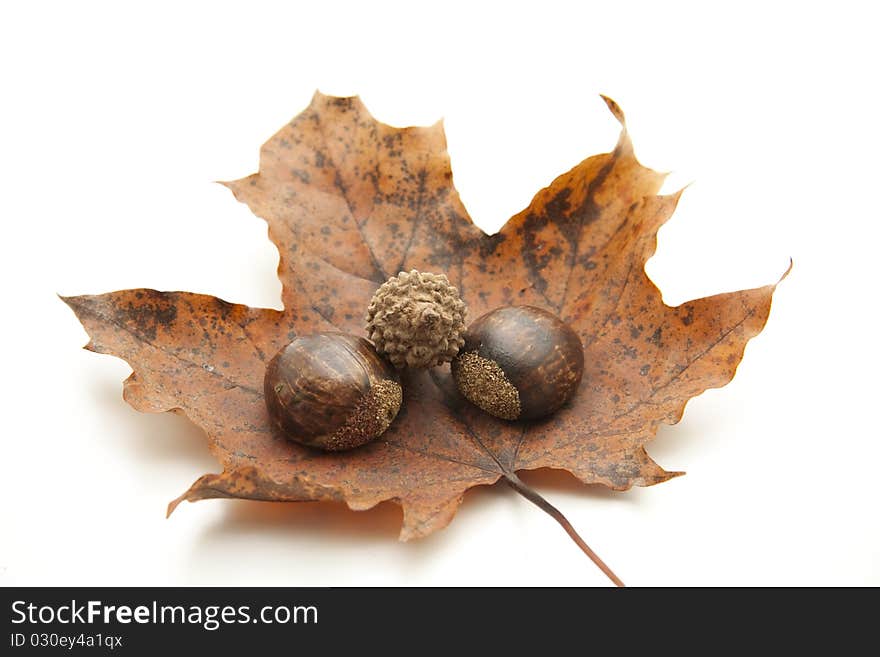 Dry leaves with acorns and chestnuts. Dry leaves with acorns and chestnuts