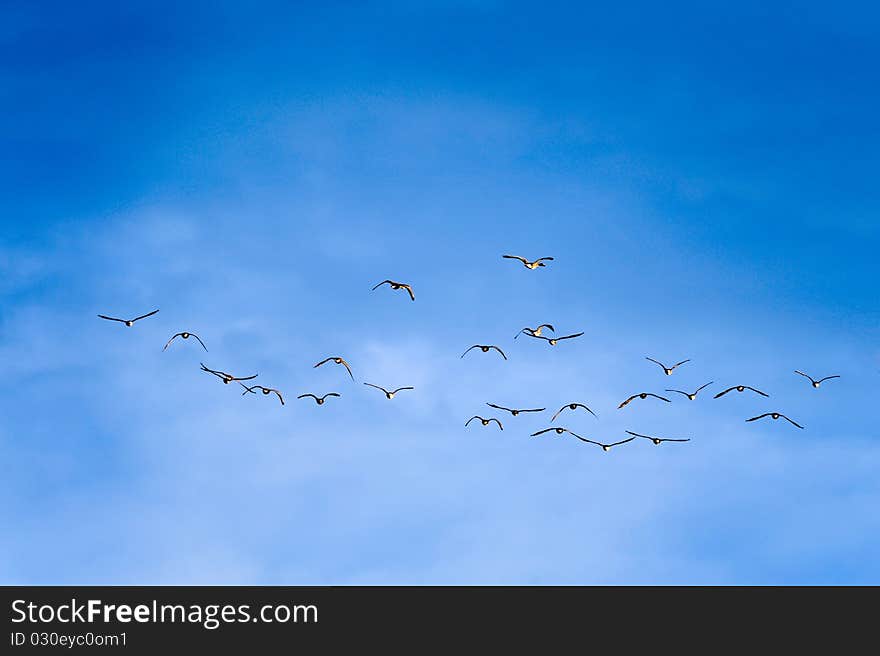 A flock of geese in flight against the deep blue sky. A flock of geese in flight against the deep blue sky