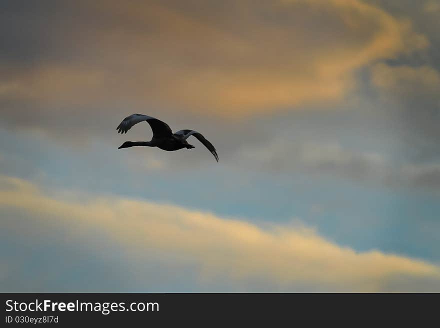 Photo of a swan flying.