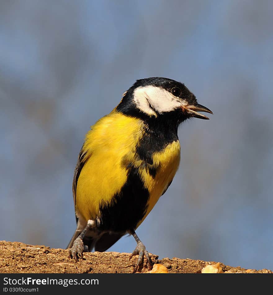 Great tit