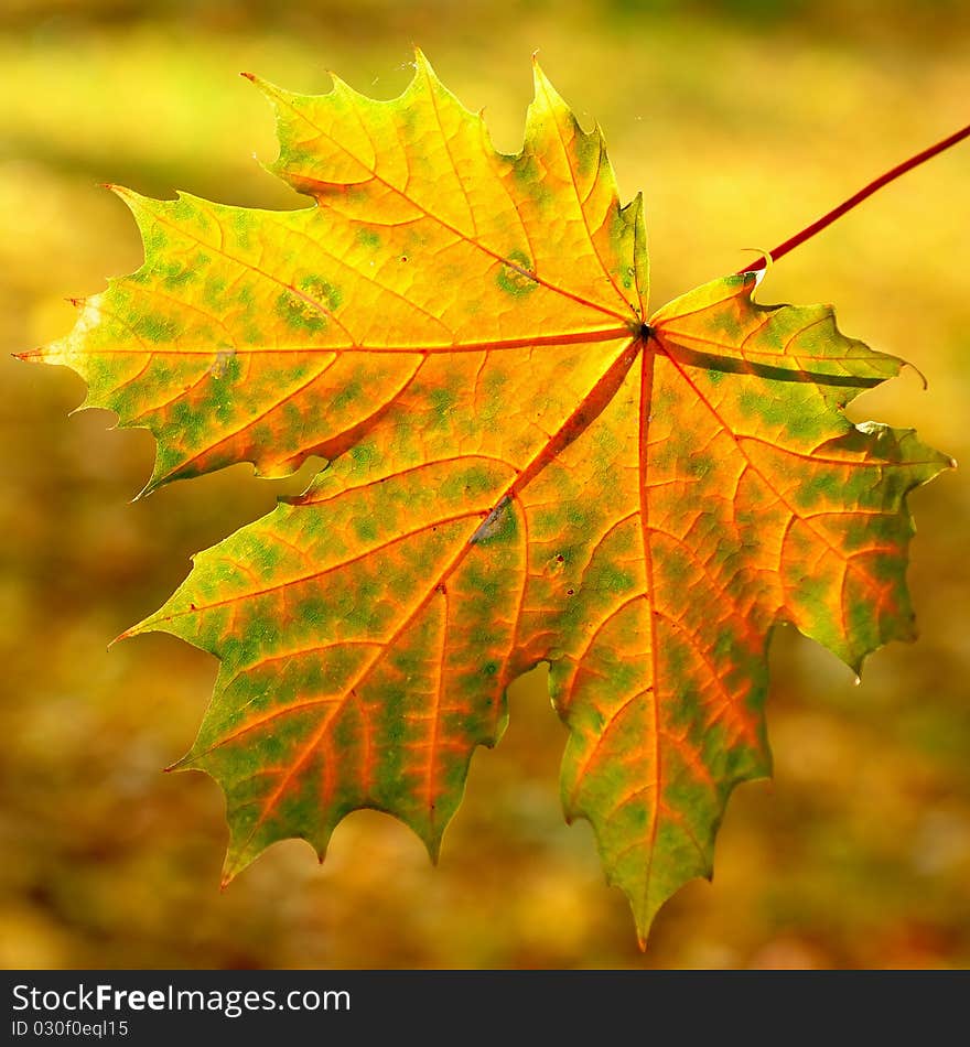 Autumn yellow maple leave on the tree. Autumn yellow maple leave on the tree