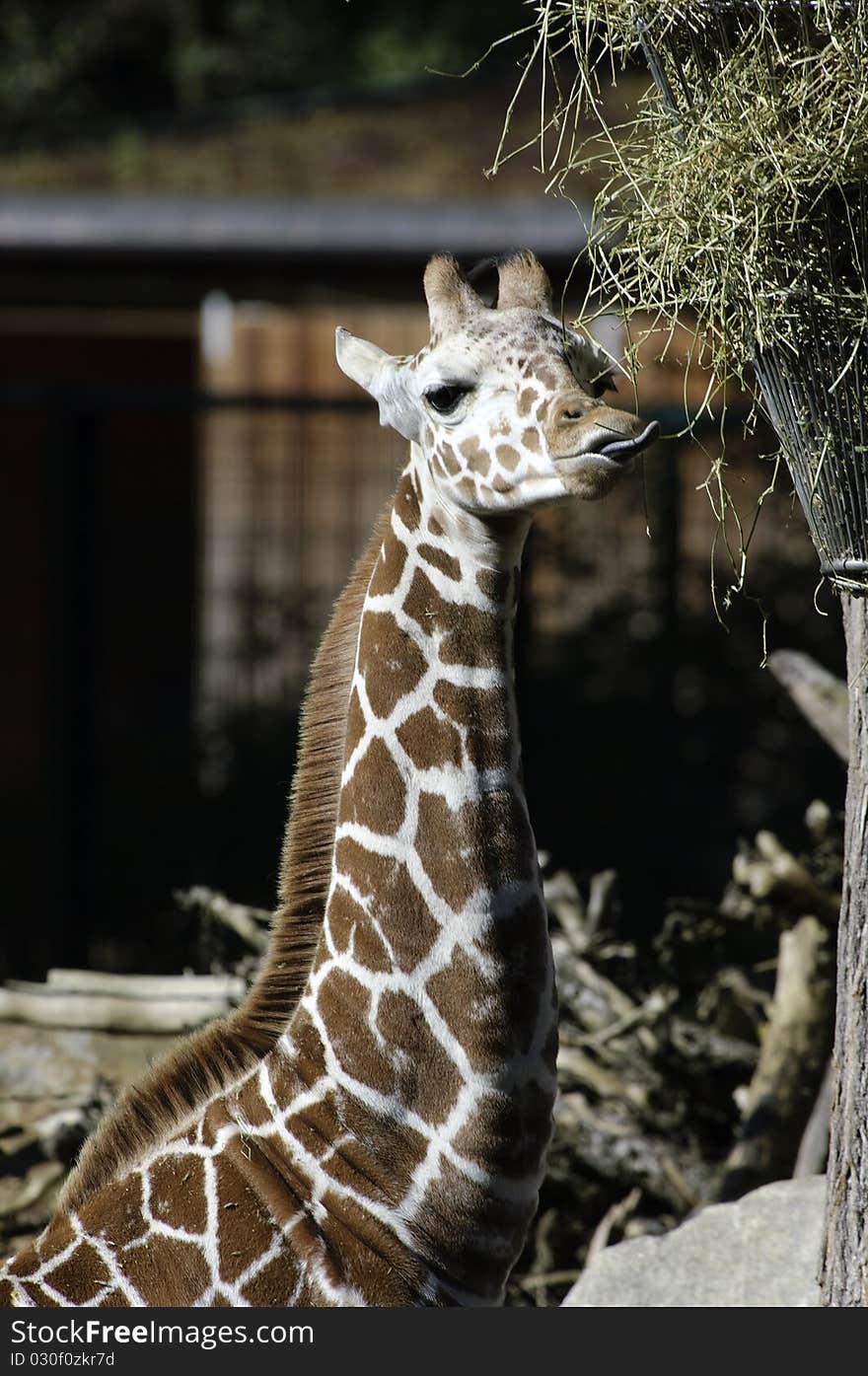 A giraffe at a feeding place