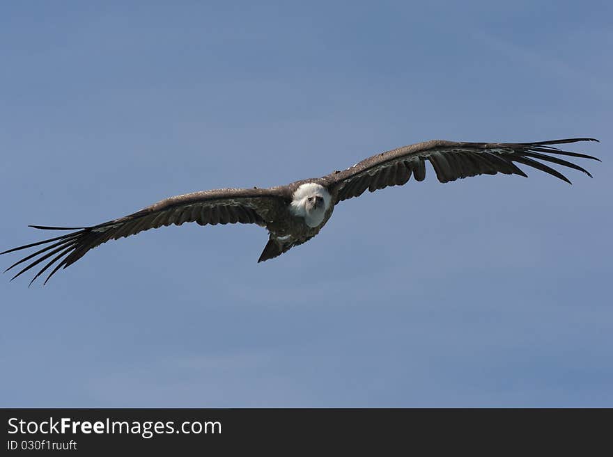 Griffon Vulture , Gyps fulvus