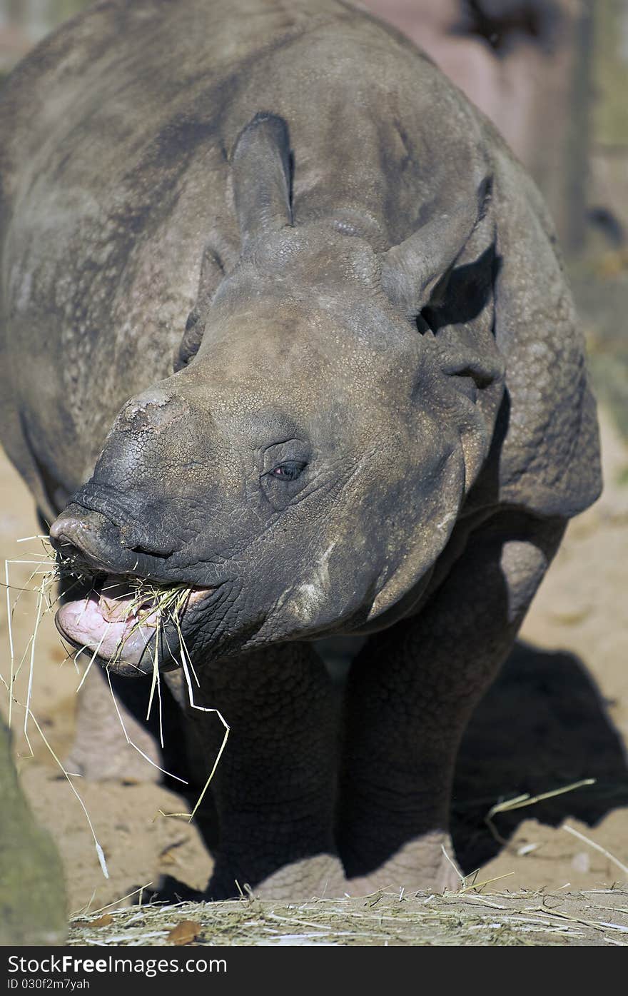 Young Rhino