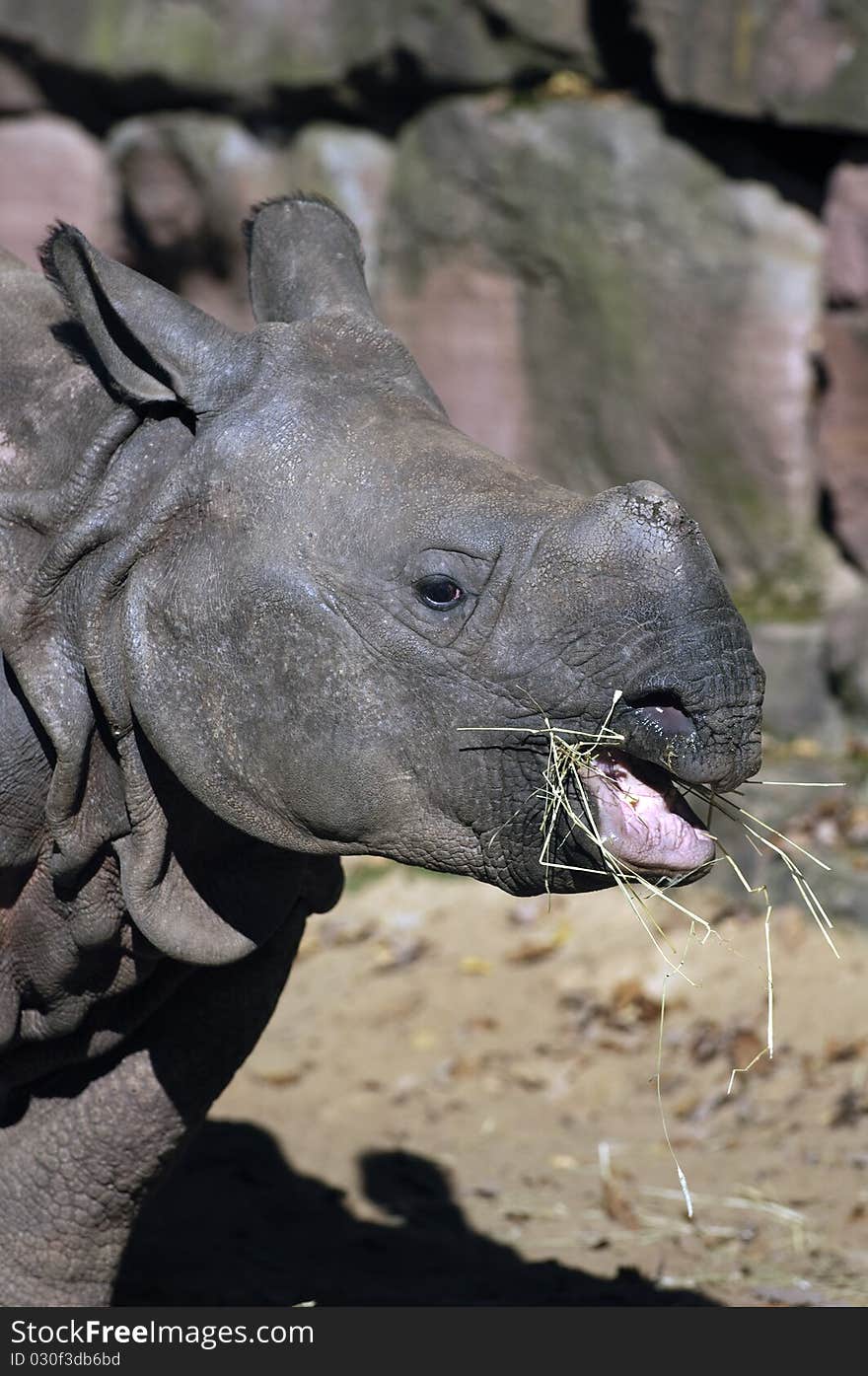 Young Rhino