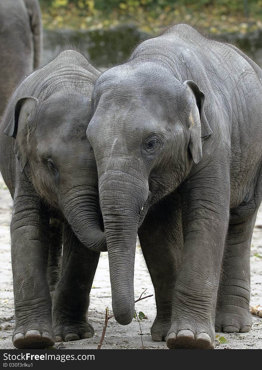 Baby elephants holding each other by the trumpet. Baby elephants holding each other by the trumpet