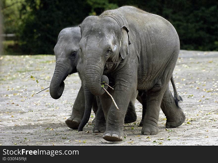 Two Baby Elephants