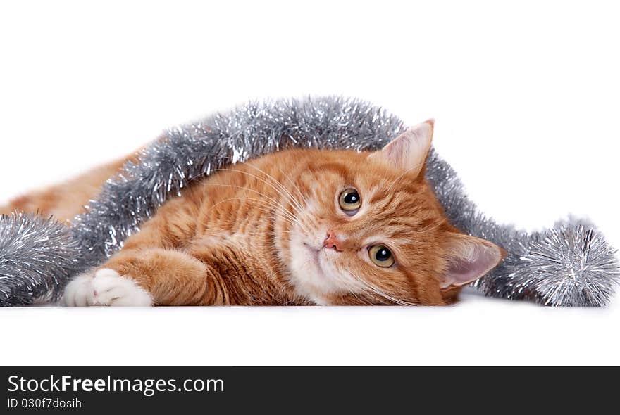 The red cat lays on a white background in a tinsel