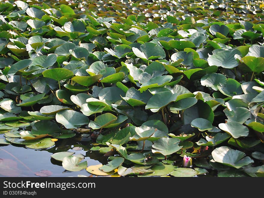 Water lilies in water-garden leafs textures