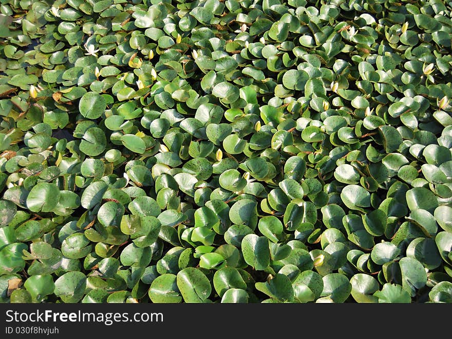 Water lilies in water-garden leafs textures